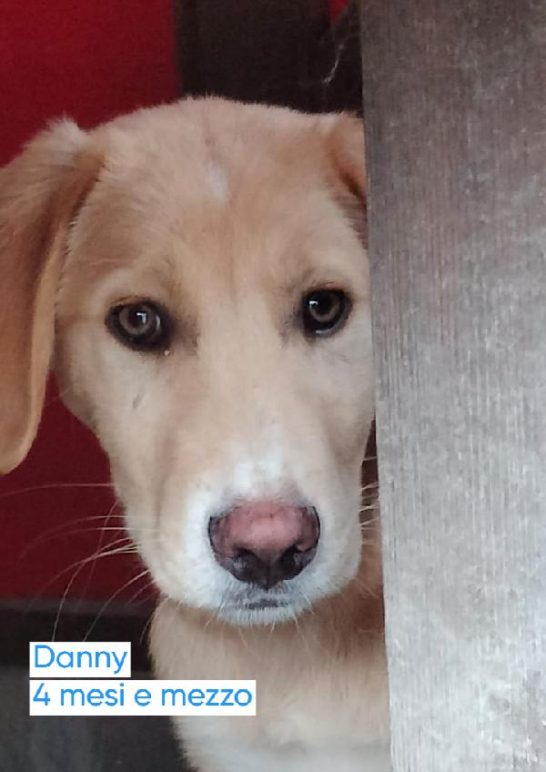 Sandy e Danny due meraviglie di 4 mesi e mezzo cercano casa Foto 2